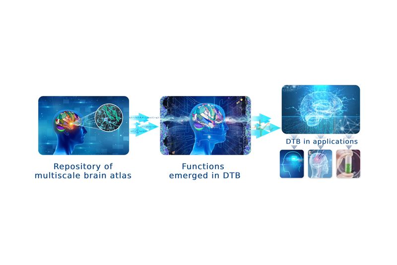 Цифровой двойник мозга как связующее звено между искусственным и биологическим интеллектом